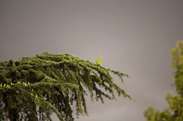 Foto loro verde posado en lo alto de las ramas de un pino