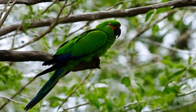 Foto un loro verde está posado en una rama con una cola verde