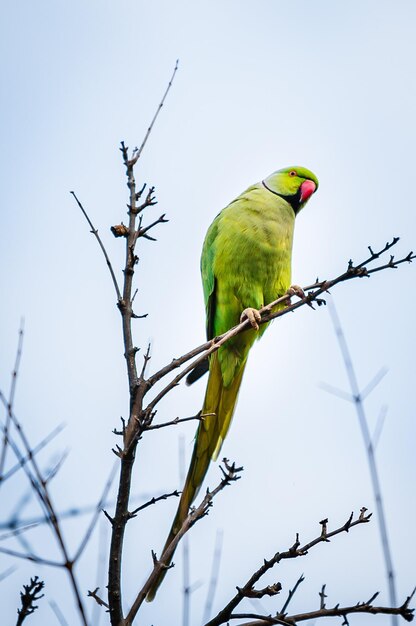 Foto un loro verde se sienta en una rama con un cielo azul detrás de él