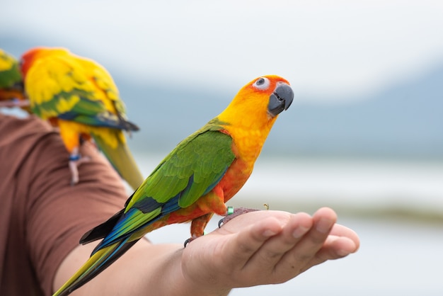 Loro verde tiene pico negro está de pie en el brazo del hombre.