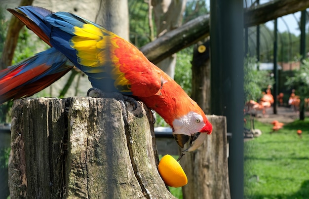 Loro vibrante comiendo una naranja en Amsterdam Zoo Artis