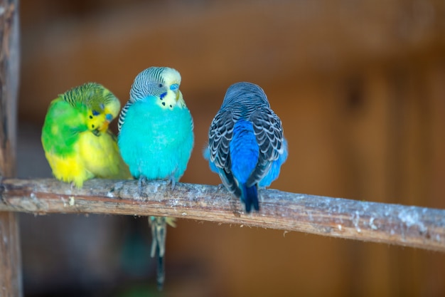 Loros coloridos en una jaula en un zoológico.