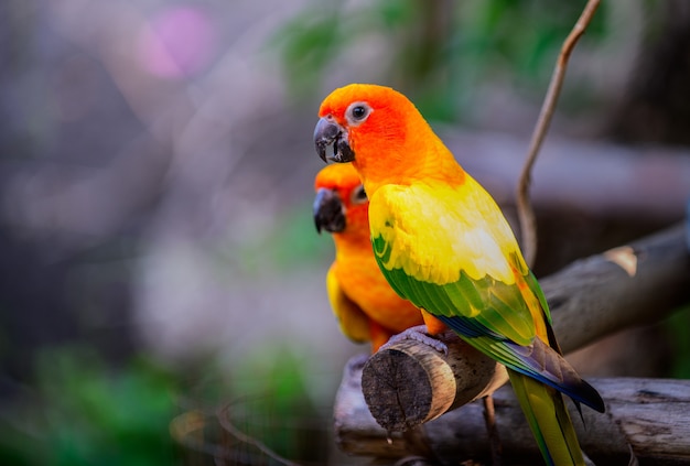 Loros coloridos de los Lovebirds de los pares en rama.