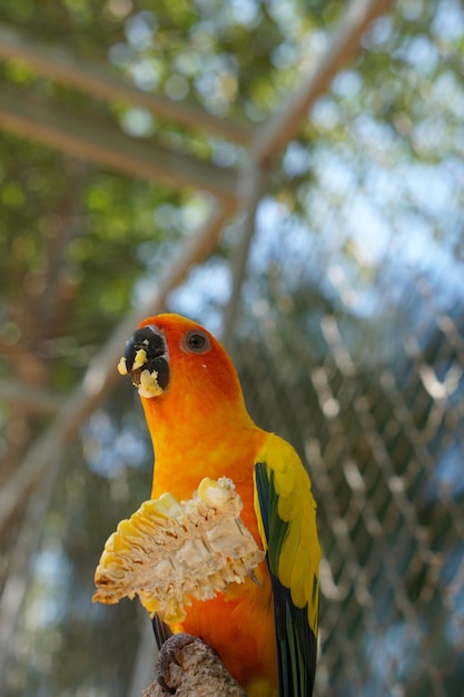 Loros coloridos en el parque