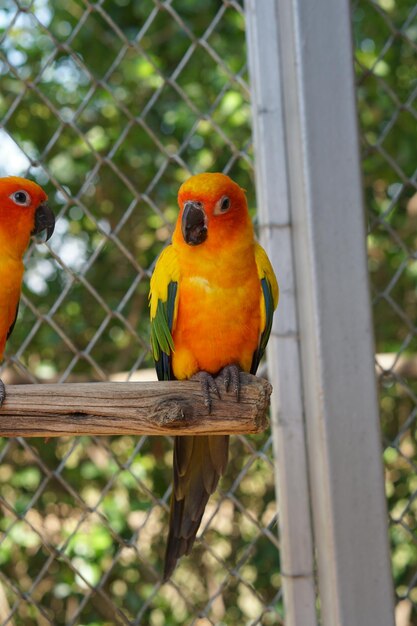 Loros coloridos en el parque