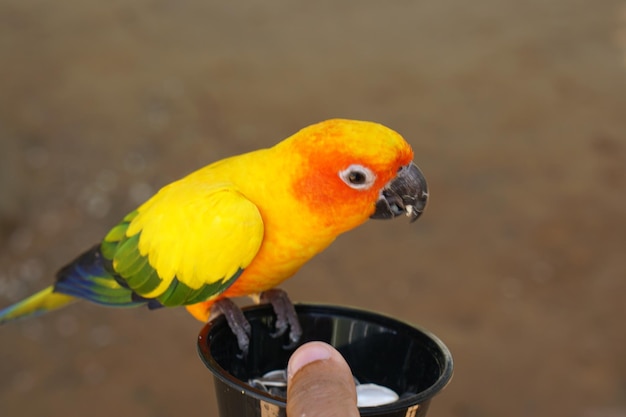 Loros coloridos en el parque