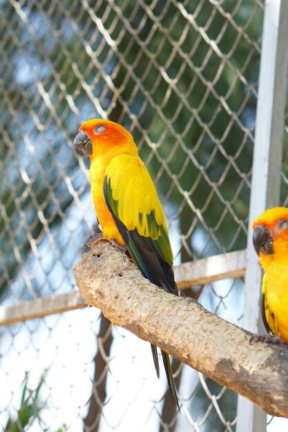 Loros coloridos en el parque