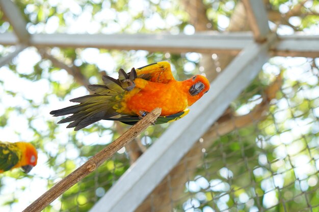 Loros coloridos en el parque