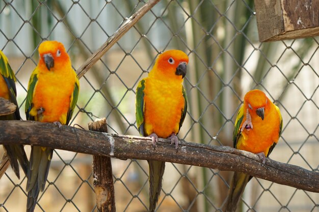 Foto loros coloridos en el parque