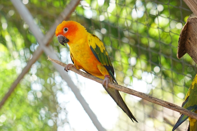 Loros coloridos en el parque