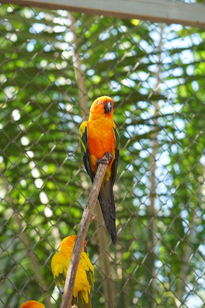 Loros coloridos en el parque