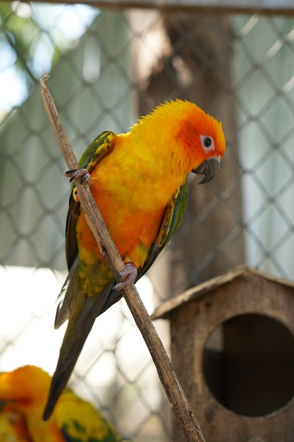 Loros coloridos en el parque