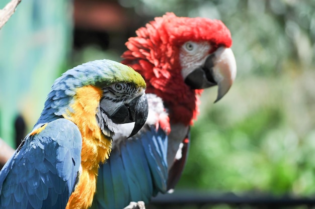 Foto los loros guacamayo rojos y azules