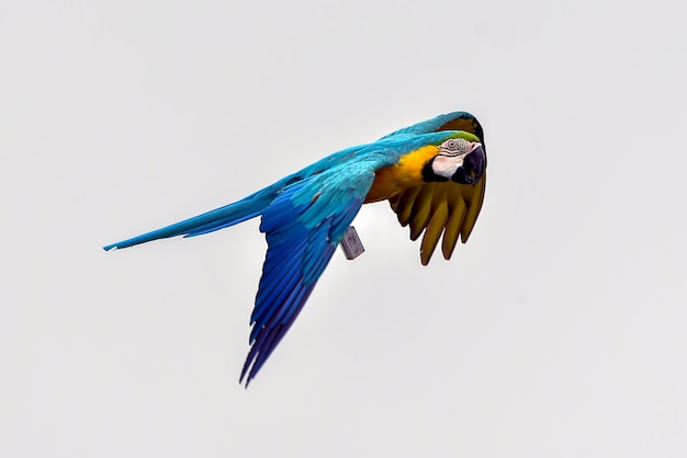 Loros guacamayos durante un vuelo