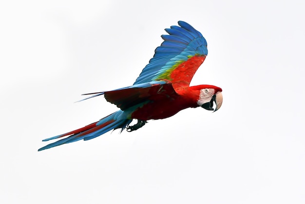 Loros guacamayos durante un vuelo