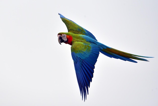 Loros guacamayos durante un vuelo