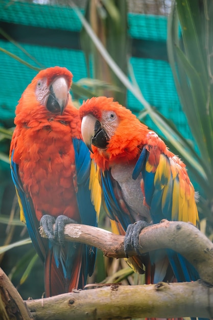 Loros en una jaula. telón de fondo de loros coloridos. loros rojos