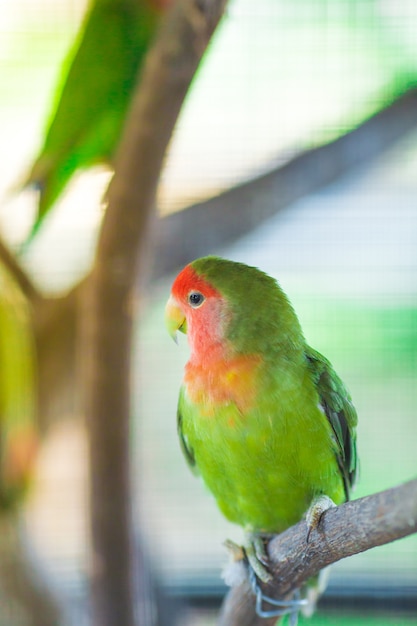 Loros de Lovebird verde sentado en una rama de árbol