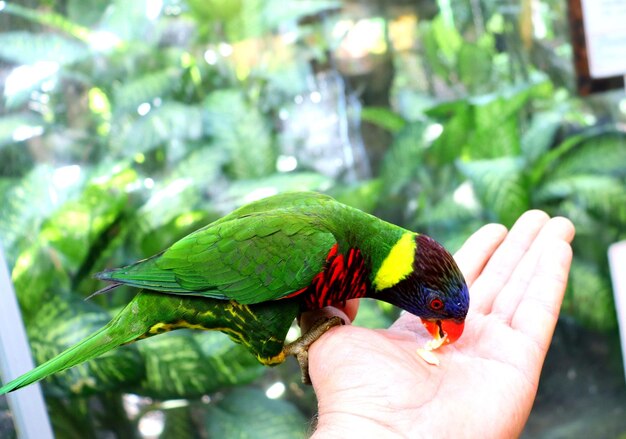 Loros multicolores en el parque de aves toman comida de la mano