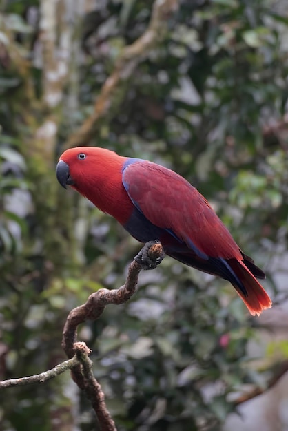 Loros rojos y verdes con su vívida y hermosa pluma en una rama de árbol