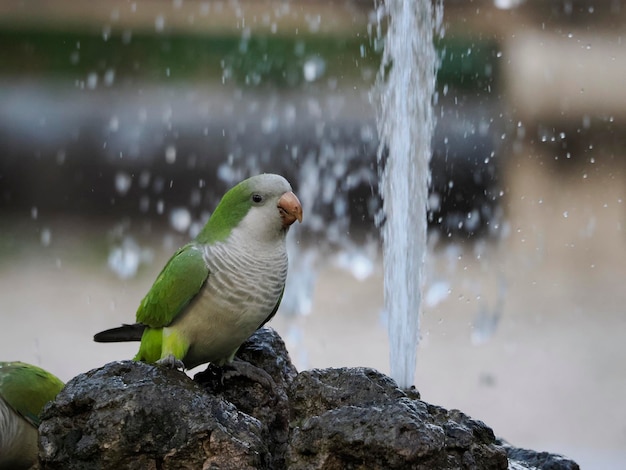 Loros verdes bebiendo agua en los jardines botánicos de roma