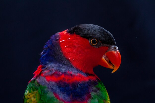 Lory Papagei (Lorius Lory) auf Holzbarsch mit weißem Hintergrund..