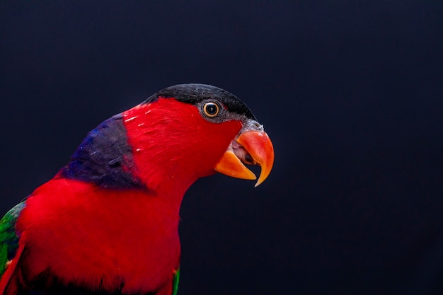 Lory Parrot (Lorius lory) en la percha de madera con fondo blanco.