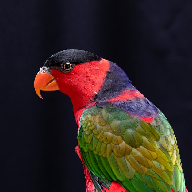 Lory Parrot en percha de madera sobre negro