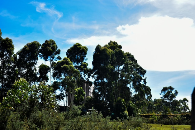 Los Arboles