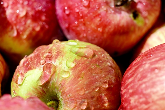 Los rote reife Äpfel bedeckt mit transparenten Wassertröpfchen.