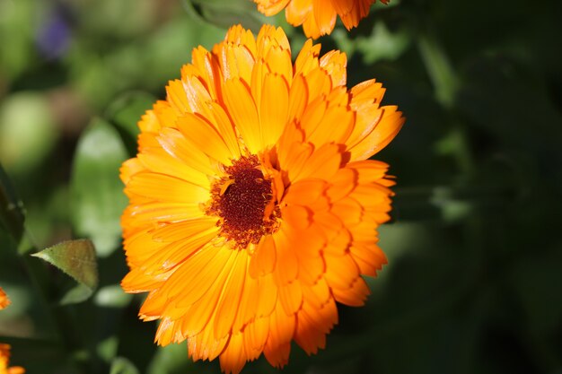 Loseup de una flor de caléndula con enfoque selectivo