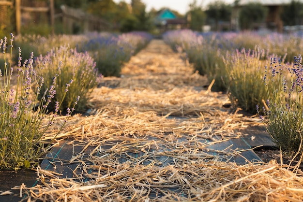 Lote com fileiras de lavanda roxa jovem