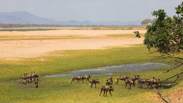 Foto lote de cão selvagem africano lycaon pictus na planície de inundação do zambezi