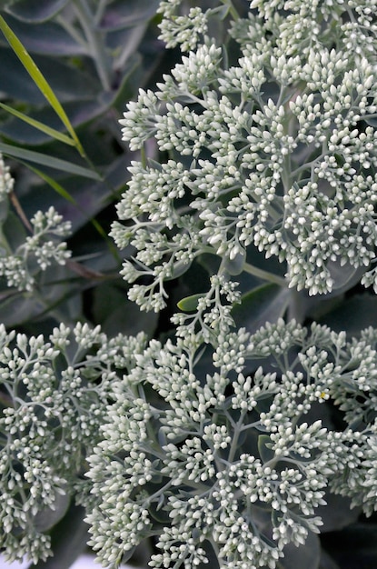 Lote de flores brancas de Hylotelephium telephium com folhas e caules verdes