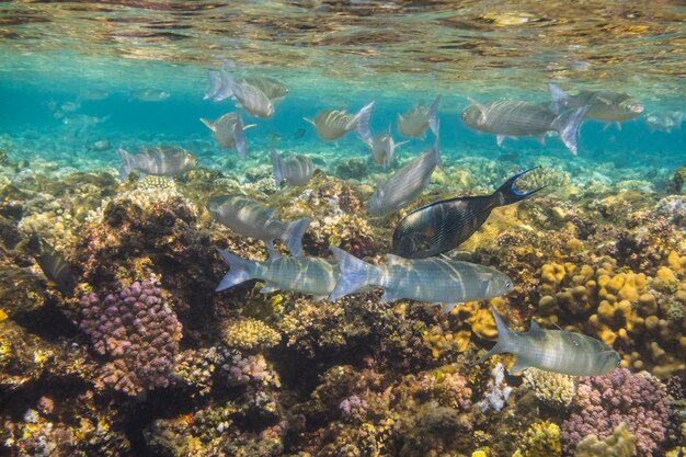 Foto un lote de peces grises en aguas poco profundas en el arrecife de coral