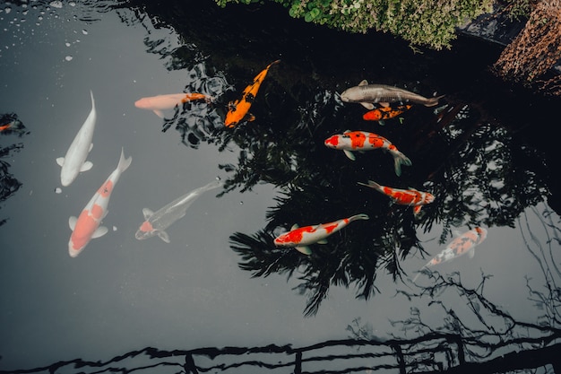 Lote de peces koi nadando en el estanque