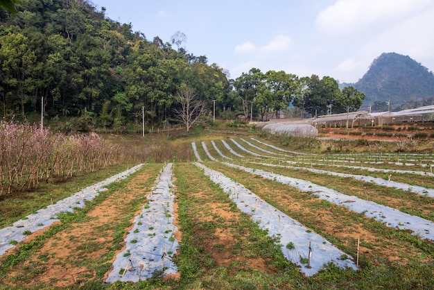 Lote vegetal