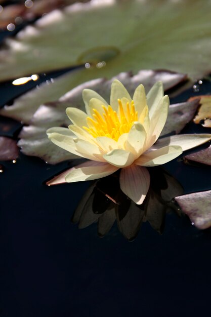 Foto loto amarillo