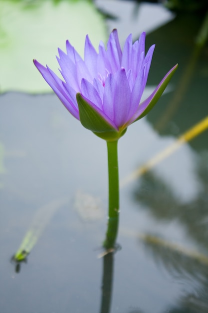 El loto azul