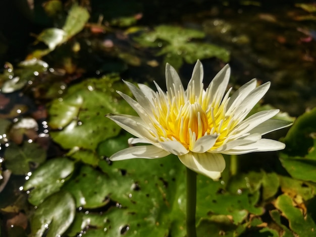 Loto de belleza en el templo de Tailandia