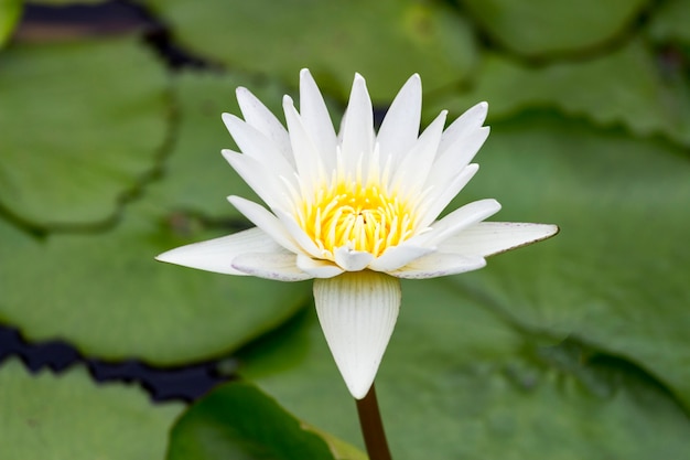 Loto blanco en el estanque