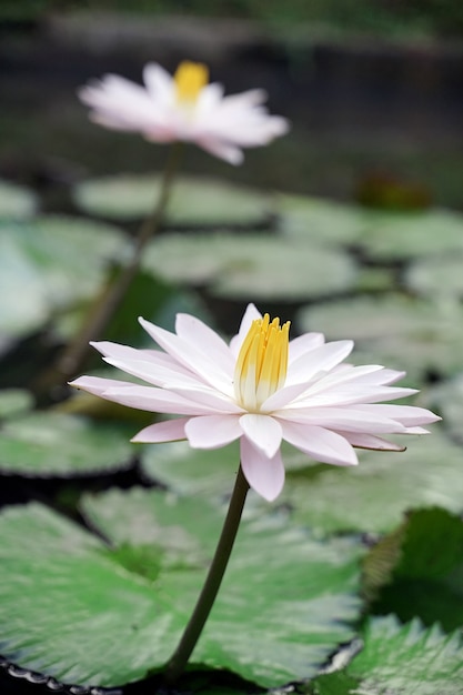 Loto blanco fresco con pistilo amarillo en piscina natural con licencia verde