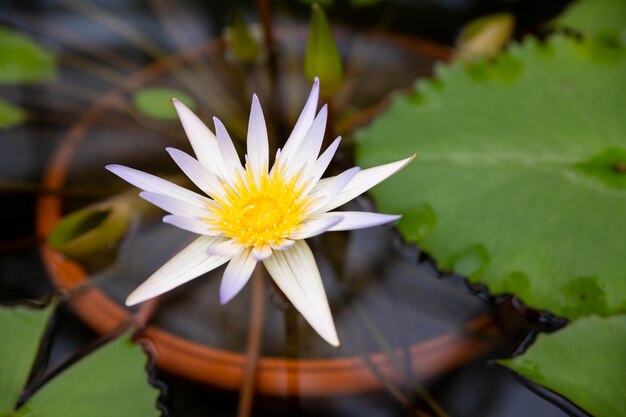 Loto blanco con polen amarillo en la superficie del estanqueLoto blanco con polen amarillo en la superficie del estanque lirio de agua blanca que florece en el estanque