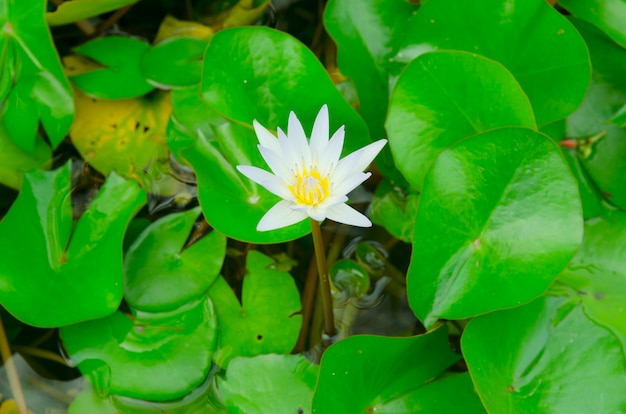 loto blanco sobre el agua