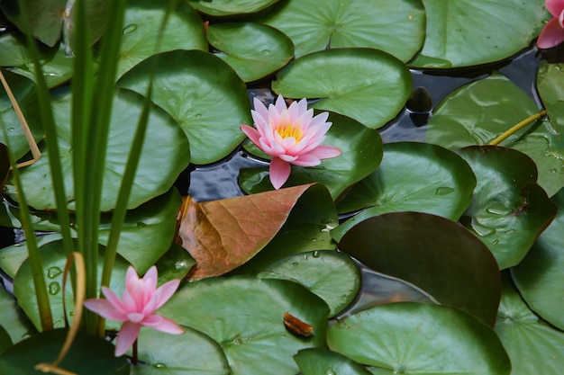 el loto es una flor muy hermosa que crece como un nenúfar rosa en un estanque y tiene una perfecta