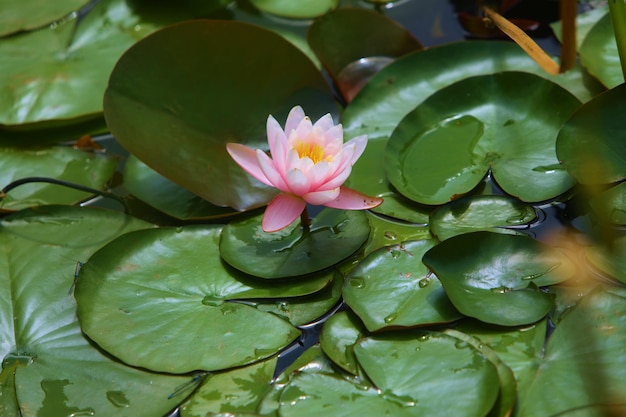 el loto es una flor muy hermosa que crece como un nenúfar rosa en un estanque y tiene una perfecta