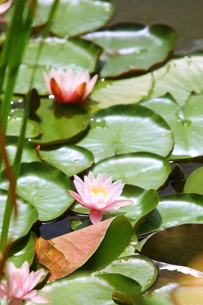 el loto es una flor muy hermosa que crece como un nenúfar rosa en un estanque y tiene una perfecta