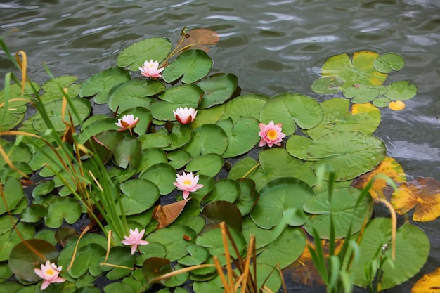 el loto es una flor muy hermosa que crece como un nenúfar rosa en un estanque y tiene una perfecta