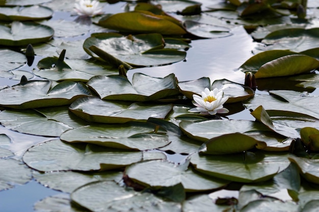 Foto el loto en flor en el lago