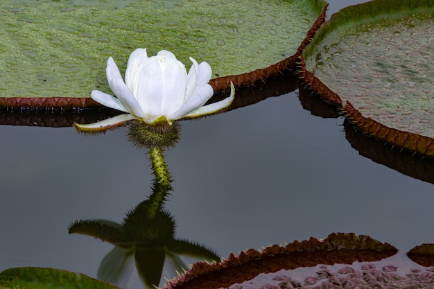 Foto loto de floración nocturna,